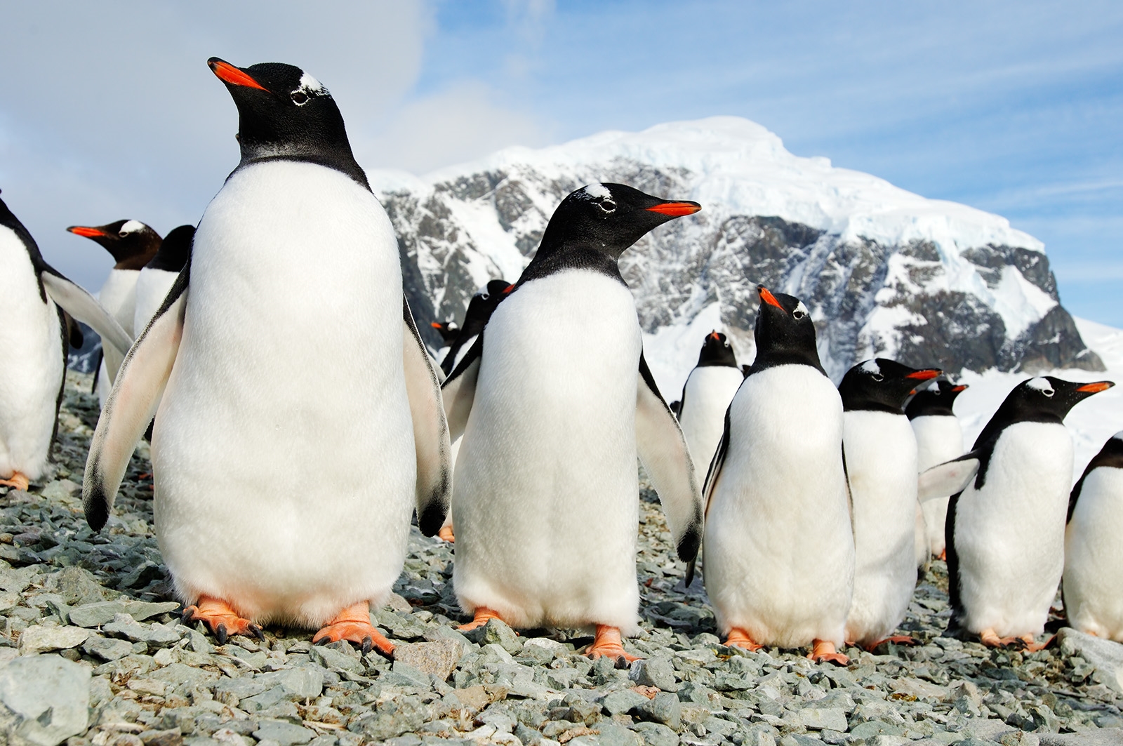 Antarctic Peninsula - Danco Island - Ezelspinguïn